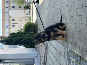Deutscher Schäferhund Roxy