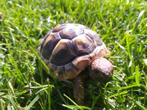 Griechische Landschildkröten von 2023 mit Cites