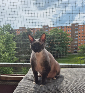 Kater Dobby 8 Jahre sehr Menschen bezogen Einzelkater 