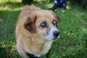 *BENEDICT* Er ist blind. Er sucht eine ruhige Familie, in der er behütet und geliebt leben darf