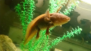 Axolotl Jungtiere verschiedene Farben 