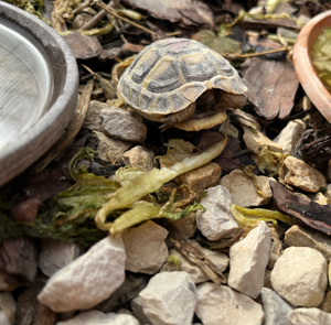 Griechische Landschildkröte