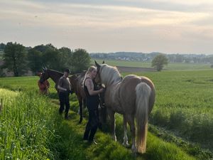Reitunterricht für Anfänger und Fortgeschrittene auf Reitbeteiligungsbasis Bild 6