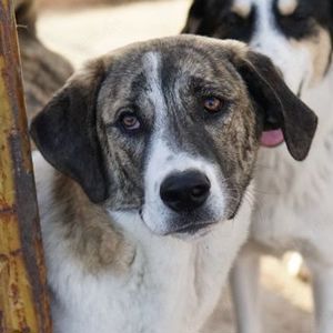 Indira, geb. ca. 01 2023, lebt in GRIECHENLAND, im städt. Tierheim Serres