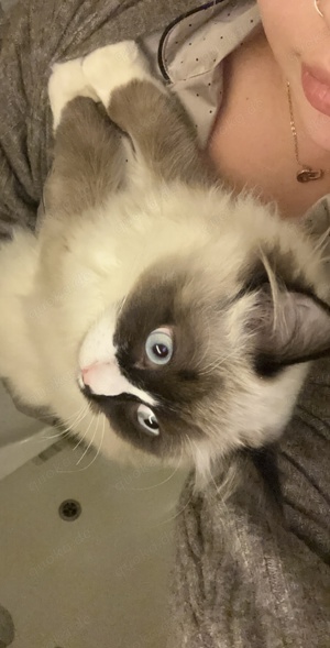 Ragdoll heilige Birma zu verkaufen 