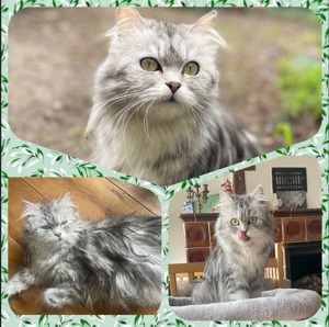 Main Coon Perser mix (Kitten)