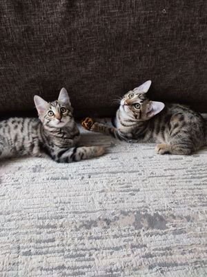 Die coolsten Bengal+BKH Kitten in der Stadt Bild 7