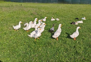 Pamerikanische Pekingenten und Warzenenten