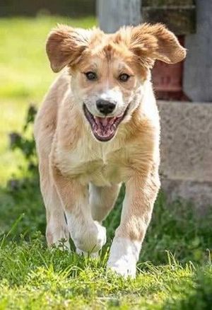 Idis, geb. ca. 12 2023, lebt in GRIECHENLAND, auf einer privaten Pflegestelle Bild 3