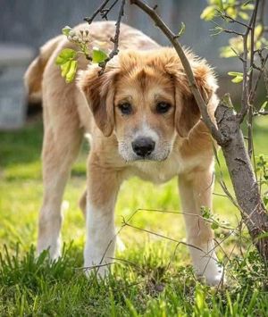 Idis, geb. ca. 12 2023, lebt in GRIECHENLAND, auf einer privaten Pflegestelle Bild 4