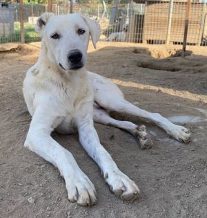 Santa, geb. ca. 06 2023, lebt in GRIECHENLAND, im städt. Tierheim Serres Bild 9