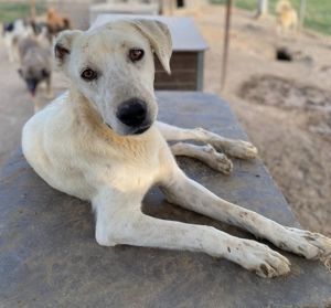Santa, geb. ca. 06 2023, lebt in GRIECHENLAND, im städt. Tierheim Serres Bild 3