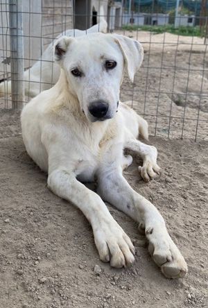Santa, geb. ca. 06 2023, lebt in GRIECHENLAND, im städt. Tierheim Serres Bild 8