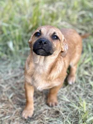 Lizzy ist jetzt allein - Mama und Bruder adoptiert