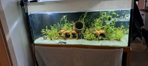 3 axolorl mit 486 liter aquarium mit ausenpfilter kies pflanzen 