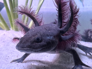 Mela Axolotl- schwarze Axolotl 