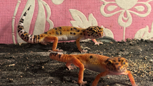 Leopardgecko Tangerine (8 Monate) zu verkaufen