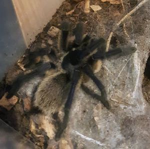 Monocentropus balfouri Bild 1