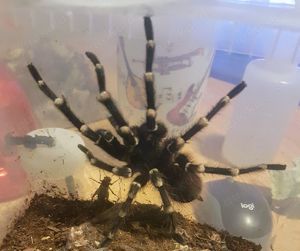 Acanthoscurria geniculata  (Männchen ) Bild 3