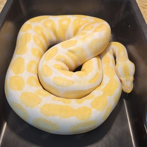 1.1 Python regius Albino 66% pos het Tristripe 