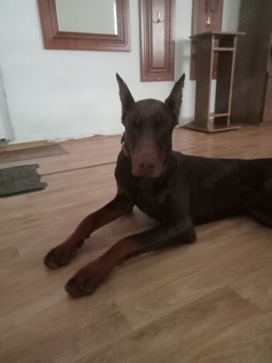 Wunderschöner Dobermann Rüde 