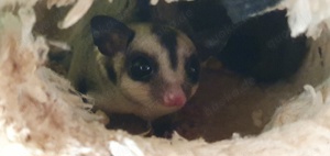 Sugar Glider Babys Classic