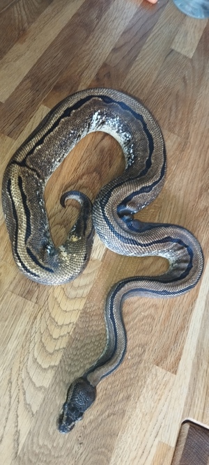 Königspython - 0.1 Calico Pastel Pinstripe pos.Pied NZ 23