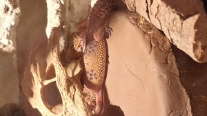 Aufnahme Leopardgeckos