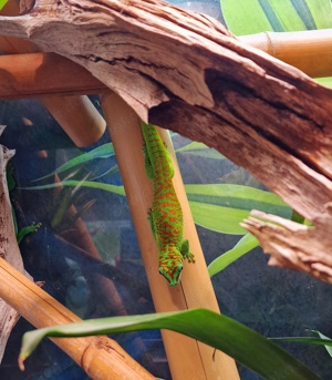 Großer Madagaskar Taggecko Phelsuma grandis