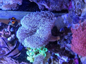 weichkorallen   goniopora   gob stopper Zoa