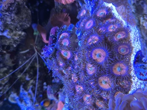 gob stopper Zoa