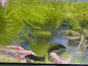 Axolotl Nachwuchs abzugeben 