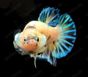 Betta splendens Kampffisch CT & Plakat