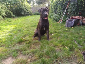 American Bandog  Jungrüde