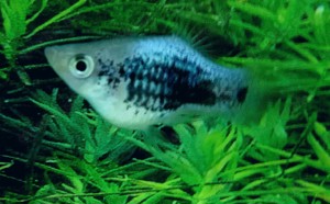 Platy metallic blau