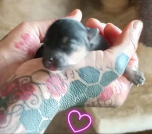 Eine Hand voll Liebe .... Chinese Crested dog   Schopfhunde 
