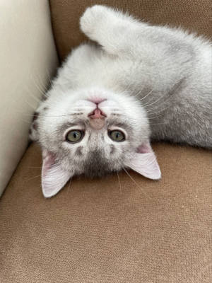 British Kurzhaar Kitten Bild 3