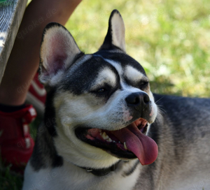 Französische Bulldogge huskyfarben Deckrüde