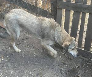 Treue Seele Sandy Bild 5