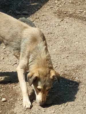 Treue Seele Sandy Bild 3