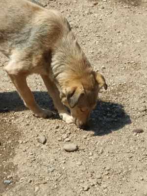 Treue Seele Sandy Bild 7