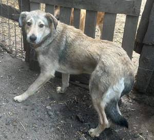 Treue Seele Sandy Bild 4