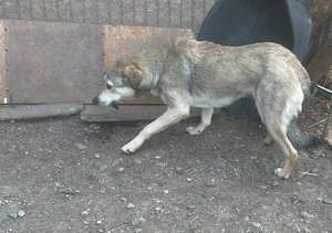 Treue Seele Sandy Bild 9