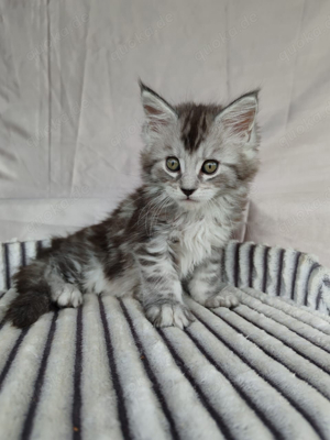 Maine Coon Kitten