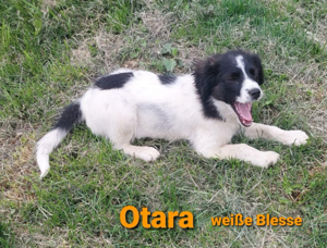 Welpenmädchen Otara sucht ein wundervolles Zuhause *noch in Kroatien*