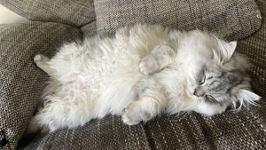 Deckkater 
