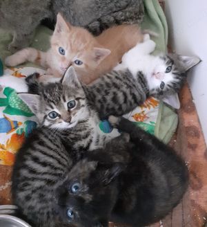 Kitten suchen liebevolles Zuhause (aus  dem Tierschutz)