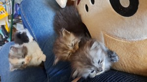 Maine Coon Kitten abzugeben 