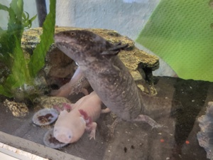 3 Axolotl abzugeben 