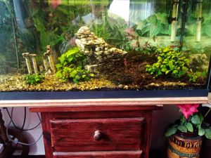 Aquarium 100 L mit viel zubehör zu verschenken